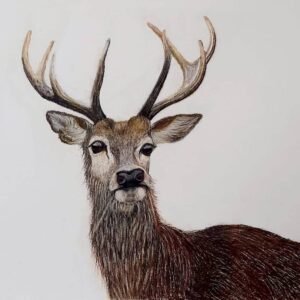 Deer